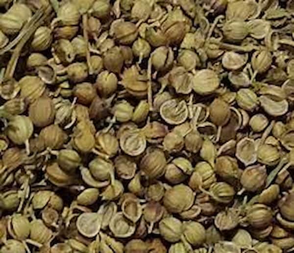 تصویر 2 از قیمت تخم گشنیز عطاری + خرید باور نکردنی